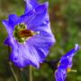 Purple Nightshade (Solanum xanti): A native perennial herbaceous bush which was about 3' tall by 3' wide.